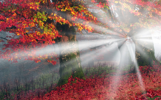 Обои картинки фото природа, лес, осень, украина, лучи, света, желтые, карпаты, листья, деревья, туман, красные, утро