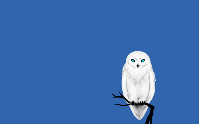 Обои картинки фото рисованное, минимализм, птица, owl, синий, фон, дерево, сова, ветка, белая