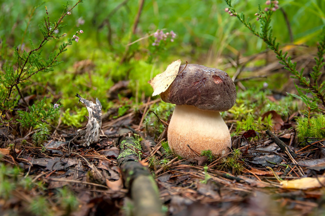 Обои картинки фото природа, грибы, боровик, мох, гриб