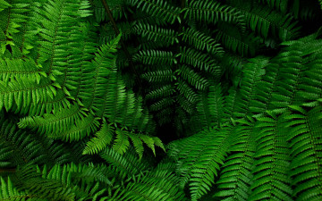 Картинка природа листья папоротник зелень