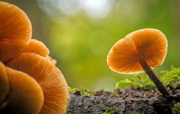 Картинка природа грибы лес листья мох
