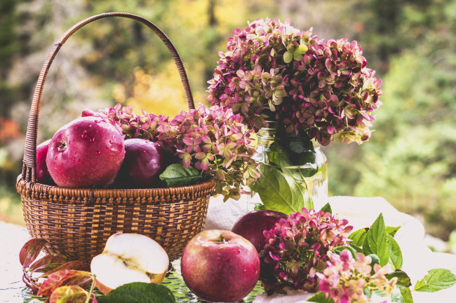 Обои картинки фото еда, Яблоки, корзина, яблоки, гортензия, цветы