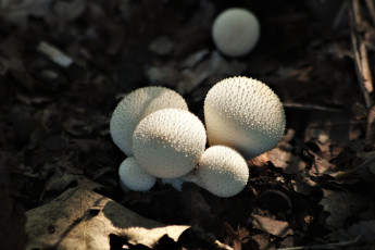 обоя природа, грибы, грибная, семейка, дождевик, жемчужный