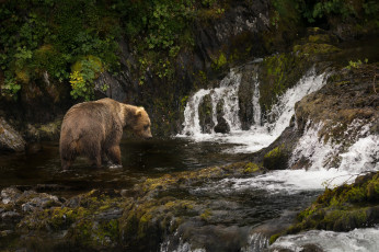 Картинка животные медведи медведь бурый гризли кодьяк животное хищник млекопитающее хордовые