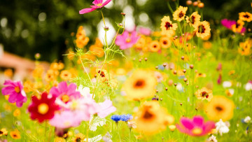 Картинка цветы космея космеи трава луг