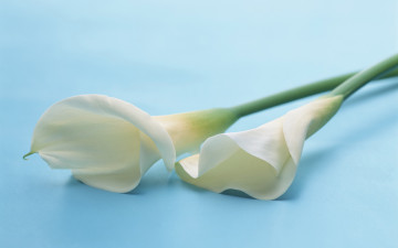 Картинка цветы каллы пара белые