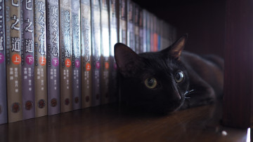 обоя черный кот, животные, коты, кот, животное, фауна, книги, интерьер