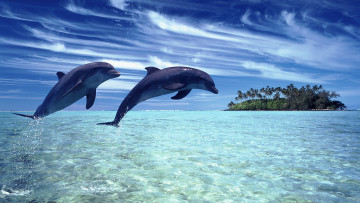 обоя животные, дельфины, океан, остров, пальмы, тропики