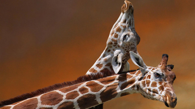 Обои картинки фото животные, жирафы, шея