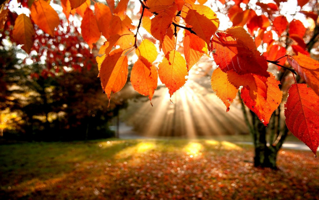 Обои картинки фото природа, листья, лучи, осень