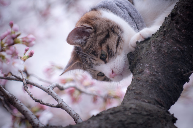 Обои картинки фото животные, коты, дерево