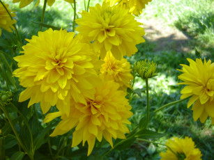 Картинка цветы рудбекия лепестки георгины желтый