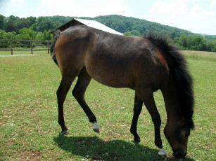 Картинка животные лошади конь луг