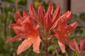 Картинка цветы рододендроны азалии лепестки