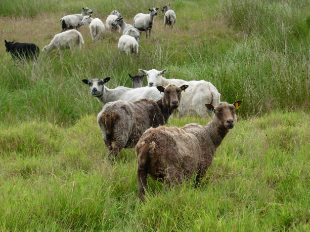 Обои картинки фото животные, овцы, бараны, луг