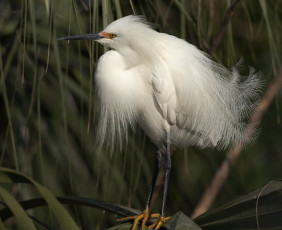 Картинка животные цапли +выпи белая птица перья природа растения цапля