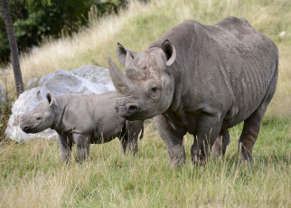 Картинка животные носороги детеныш носорог двурогий