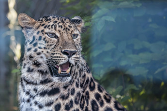 Картинка животные леопарды пасть голова леопард