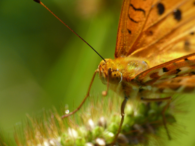 Обои картинки фото животные, бабочки,  мотыльки,  моли, крылья, бабочка, макро, усики