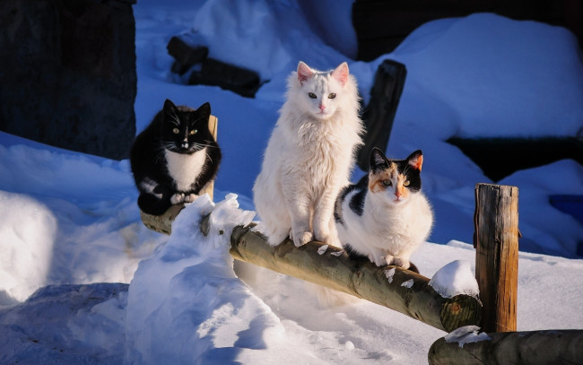 Обои картинки фото животные, коты, забор, взгляд, снег