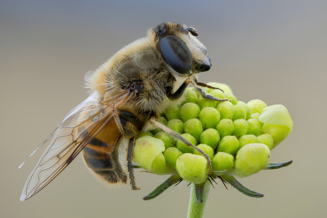 Обои картинки фото животные, пчелы,  осы,  шмели, фон, макро, профиль, крылья, пчела, травинка