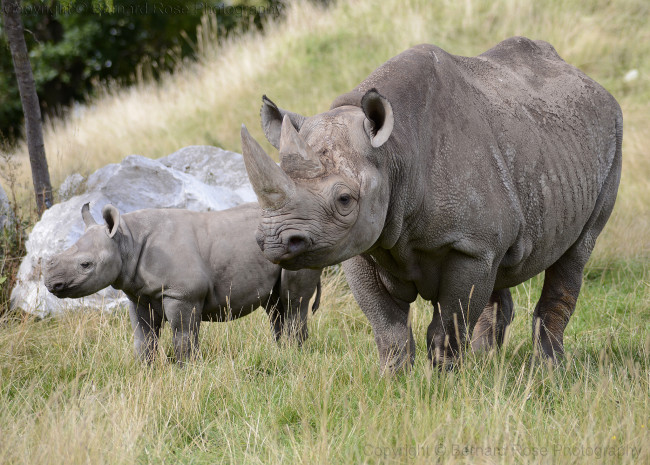 Обои картинки фото животные, носороги, детеныш, носорог, двурогий