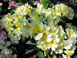 Картинка цветы альстромерия крапинки белый