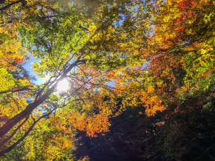 Картинка природа деревья осень дерево солнце