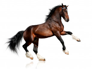 Картинка животные лошади фон лошадь