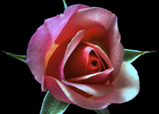 Картинка цветы розы фон роза цветок