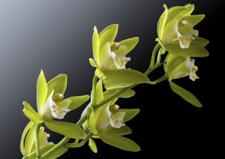 Картинка цветы орхидеи фон