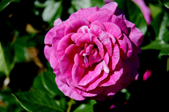 Картинка цветы розы бутон роза