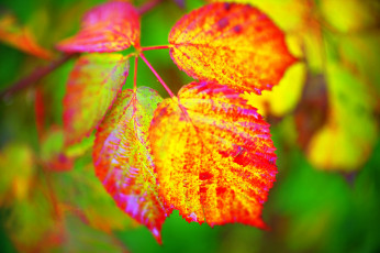 Картинка природа листья цвет осень
