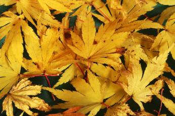 Картинка природа листья осень цвет