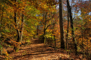 Картинка природа дороги осень тропинка лес