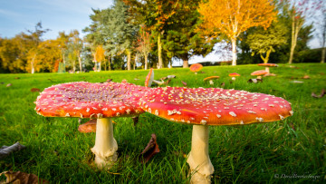 Картинка природа грибы +мухомор луг мухоморы парк