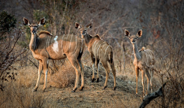 Картинка животные антилопы утро семья южная африка