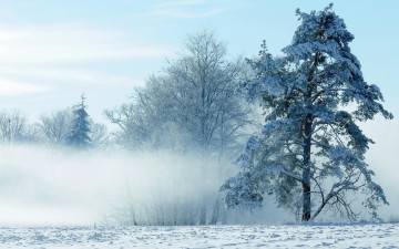 Картинка природа зима туман деревья снег мороз