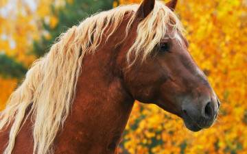 Картинка животные лошади осень портрет морда светлая грива желтые деревья коричневый конь лошадь