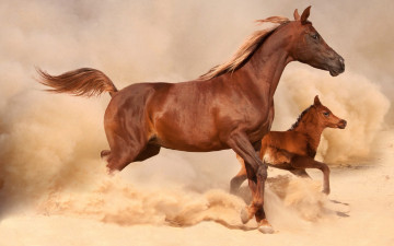 Картинка животные лошади скачут пыль песок жеребенок лошадь коричневые
