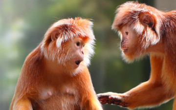 Картинка животные обезьяны рыжие лохматые две двое пара забавные мордочки удивление открытый рот прикосновение лапа грудь соски