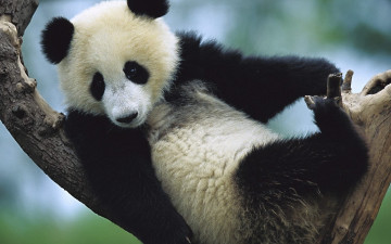 Картинка животные панды ветки дерево детеныш медвежонок панда