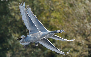 Картинка животные лебеди синхронно полёт пара