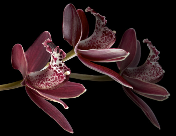 Обои картинки фото цветы, орхидеи, фон
