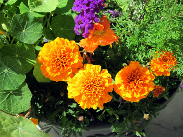 Обои картинки фото цветы, разные вместе, оранжевый