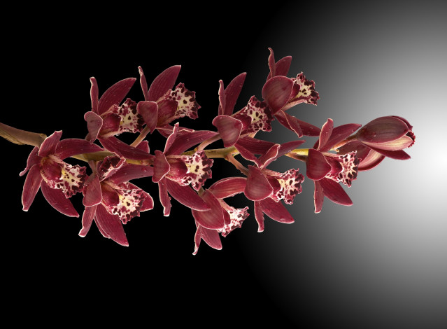Обои картинки фото цветы, орхидеи, веточка, фон