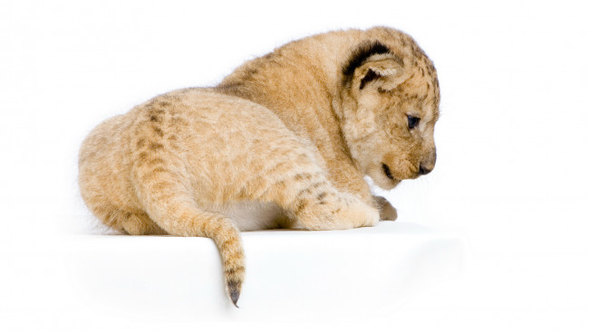 Обои картинки фото животные, львы, хвостик, лежит, белый, фон, фотосессия, дикие, кошки, львенок, лев