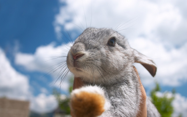 Обои картинки фото животные, кролики,  зайцы, мило, лапка, облака, небо, заяц, кролик