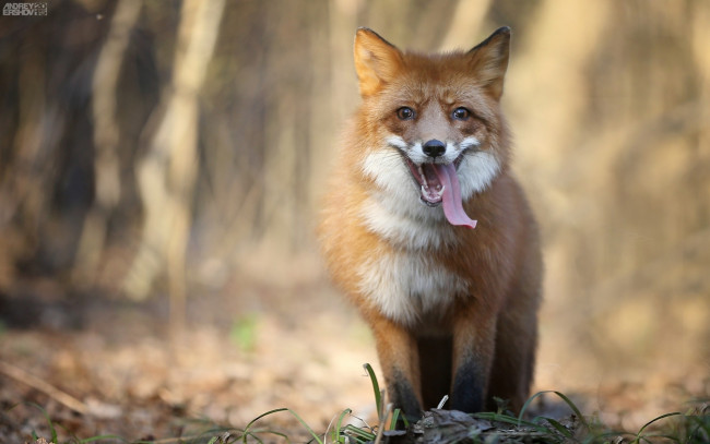 Обои картинки фото животные, лисы, лиса, язык