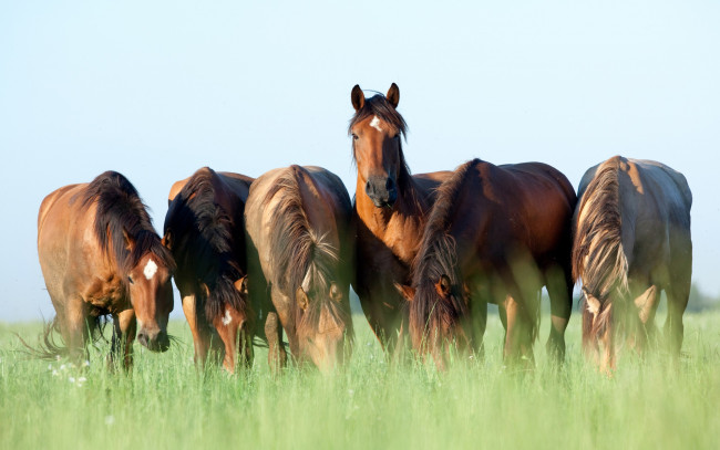 Обои картинки фото животные, лошади, кони, пасутся, шесть, трава, небо, лето, коричневые
